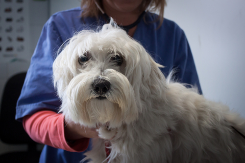 Vitamin B12-brist hos hundar – tablettbehandling kan hjälpa